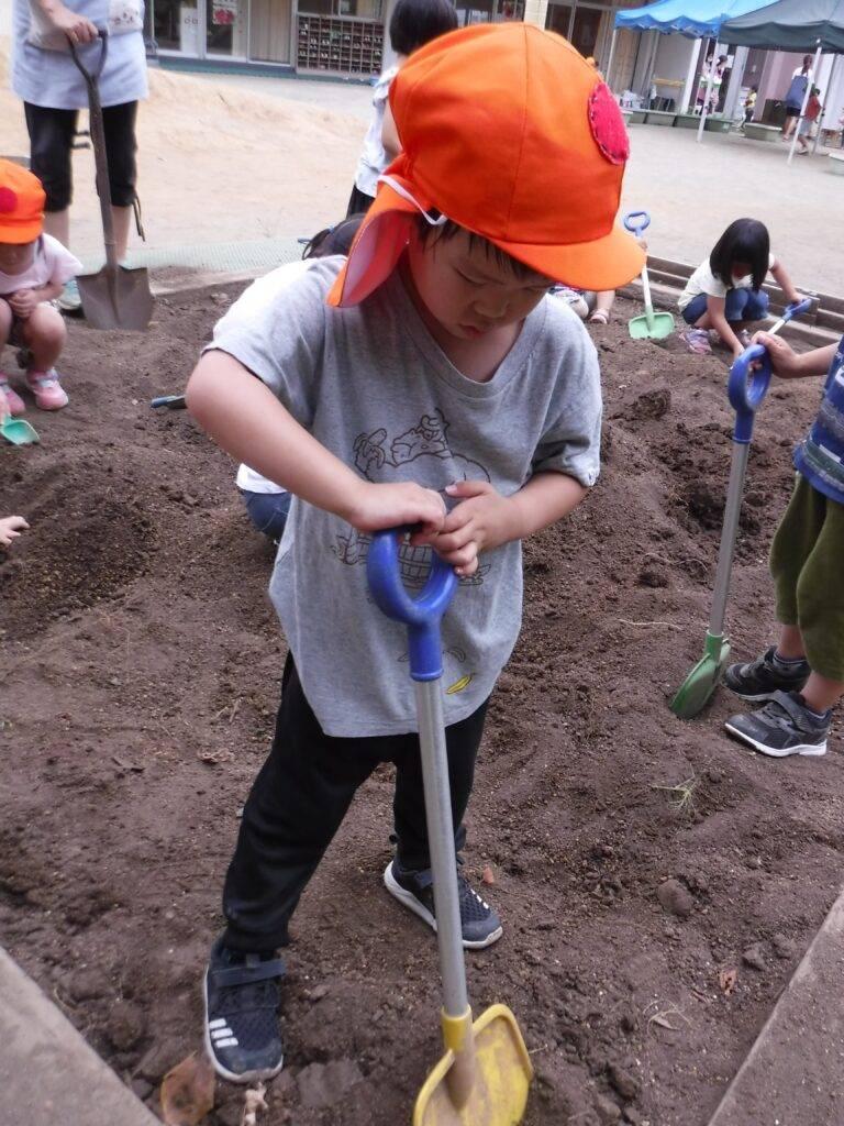 年中 栽培活動 関東学院のびのびのば園 年中 栽培活動 関東学院のびのびのば園